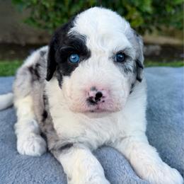 Princess 4000 - Merle female Sheepadoodle puppy in Los Angeles, California from Exquisite Doodles