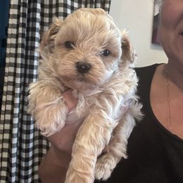 Sir Pax - Apricot male Maltipoo puppy in Southern,, California from Maltipoo Tiny Pups & More