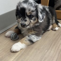Wendy - Blue merle female Miniature Australian Shepherd puppy in Commerce, Georgia from Magnolia Pawz Aussies