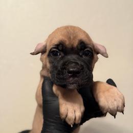 Sienna - Fawn female Cane Corso puppy in Houston, Texas from Mortaio Cane Corso