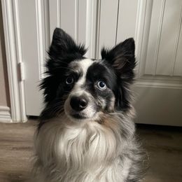 Denali - Miniature Australian Shepherd