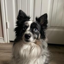 Denali - Miniature Australian Shepherd