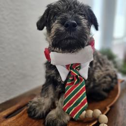 Boy 1 - male Miniature Schnauzer puppy in Las Vegas, Nevada from Knock & Bark
