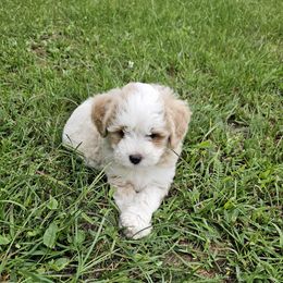 PCP Blue's Pearl of the Blue Seas - Cream female Companion Cross puppy in Kimball, Michigan from Perfect Companion Puppies