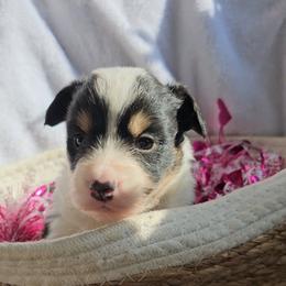 Hopper - Black and white male American Corgi puppy in Mansfield, Ohio from Moonrise corgis
