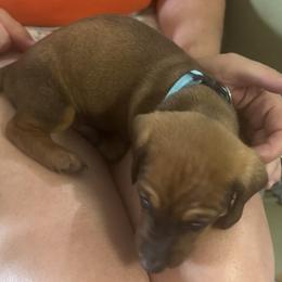 Blue/River - Chocolate and tan male Dachshund puppy in Placentia, California from Lolley Dachshunds