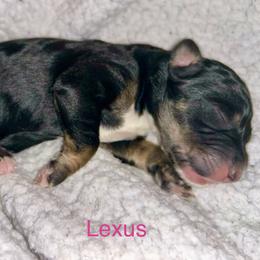 Lexus - Phantom female Bernedoodle puppy in Ankeny, Iowa from Bernedoodlesbest