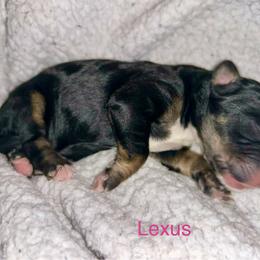 Lexus - Phantom female Bernedoodle puppy in Ankeny, Iowa from Bernedoodlesbest