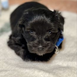 Black male green collar - Black male Miniature Schnauzer puppy in Calhoun, Georgia from The BrickHouse Miniature Schnauzers