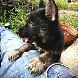 Girl Red - Black and tan female German Shepherd puppy in San Antonio, Texas from CISCOK9