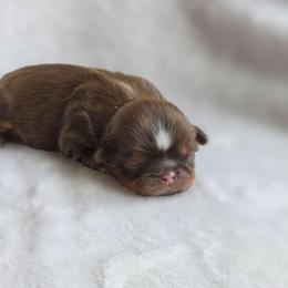 Twix - Chocolate and tan female Shih Tzu puppy in Jenks, Oklahoma from Northstar Shih Tzu