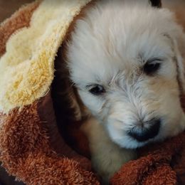 Goldendoodle Puppies from SUPERDog Doodles
