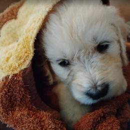 Goldendoodle Puppies from SUPERDog Doodles