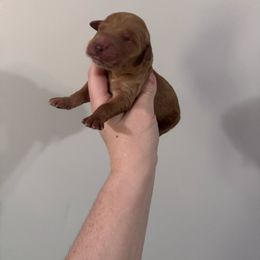 Girl 2 - Dark golden female Golden Retriever puppy in Pekin, Illinois from Solari Kennels