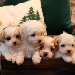 Maltipoos from Cleveland's Poodles