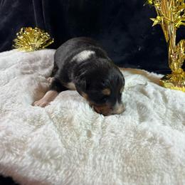 Black tri 4 - Black tri-color male Australian Shepherd puppy in Loganville, Georgia from Howell Aussies