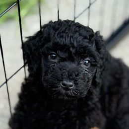 Poppy - Black female Goldendoodle puppy in Richlands, North Carolina from Poodlesndoodles