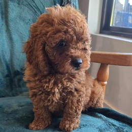 Boy 2 - Red male Cavapoo puppy in Knoxville, Tennessee from Shannan's Cavapoos