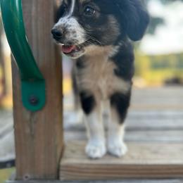 Strawberry pie - Black tri female Miniature Australian Shepherd puppy in Doddridge, Arkansas from Huddleston Farm