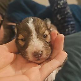 Shetland Sheepdog Puppies from Fawn Lane Shetland Sheepdogs
