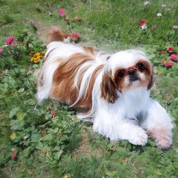 Hazel Lynn - Shih Tzu
