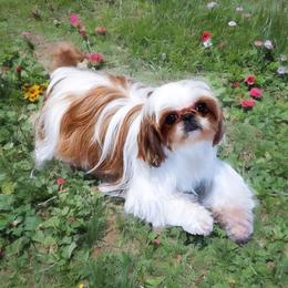 Hazel Lynn - Shih Tzu