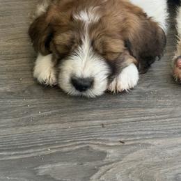 Saint Berdoodle Puppies from Country Manor Saint Berdoodles
