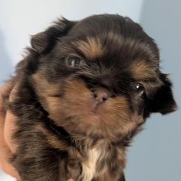 Chocolate sweety pie - Chocolate and tan female Shih Tzu puppy in Amherst, Maine from McKayla Hairston