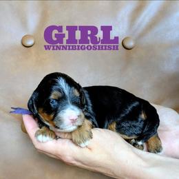 Winnibigoshish - Tri-color female Bernedoodle puppy in Cambridge, Minnesota from Country Meadow Doodles