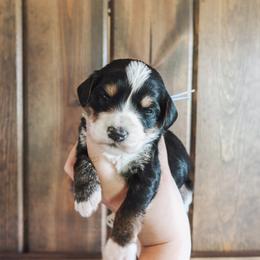 Denali - male Golden Mountain Doodle puppy in Greenbrier, Arkansas from Tilley's Southern Doodles