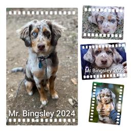 Aussiedoodle All Grown Up from Leafy Acre Mini Farm