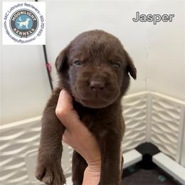 Jasper - Chocolate male Labrador Retriever puppy in Elloree, South Carolina from Moonlight Kennels LLC