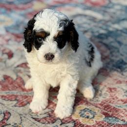 Orange Boy - Black and white male Bernedoodle puppy in Fort Gibson, Oklahoma from Waggle Doodles