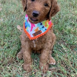Bernedoodle and Goldendoodle Puppies from Doodling All Day Goldendoodles & Bernedoodles