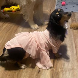 Ellie - Dachshund