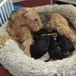Airedale Terrier Puppies from Avalon Airedales