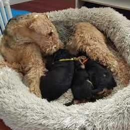 Airedale Terrier Puppies from Avalon Airedales