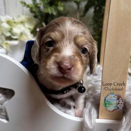 Pimento (Dapple Pie) - Dapple male Dachshund puppy in Fayetteville, West Virginia from Loop Creek Dachshunds