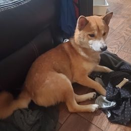 Shiba Inu All Grown Up from Robert Shaw