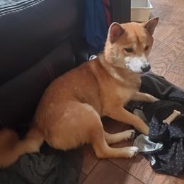 Shiba Inu All Grown Up from Robert Shaw