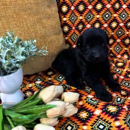 Girl - Black female Giant Schnauzer puppy in Many, Louisiana from Toledo Bend Giants Vom Zitronen