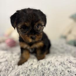 Purple - Black and tan female Yorkshire Terrier puppy in Loganville, Georgia from Majic multi pups
