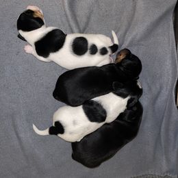 Dachshund Puppies from High Mountain Dachshunds