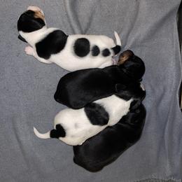 Dachshund Puppies from High Mountain Dachshunds