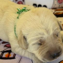 Clover - Yellow male Labrador Retriever puppy in Ft. Myers/Naples, Florida from Tiny Hiney Farm Labradors