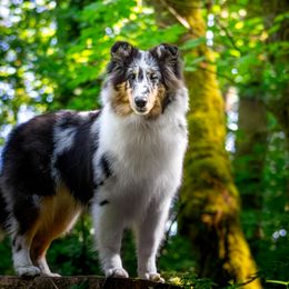 Shetland Sheepdog All Grown Up from Luxe Shetland Sheepdogs