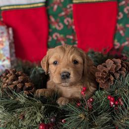 Bernadette - Dark golden female Golden Retriever puppy in Parker, Colorado from Legacy Ranch Golden Retrievers