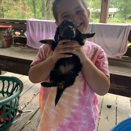 Dachshund Puppies from L & A Dachshunds