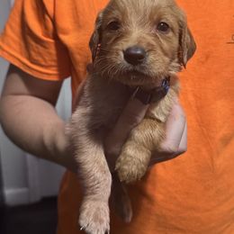 Boy 3 - Dark golden male Golden Retriever puppy in Pekin, Illinois from Solari Kennels