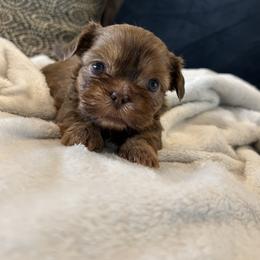 Shih Tzu Puppies from Jenny's Shih Tzus